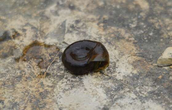 Image of Great Ram's Horn Snail