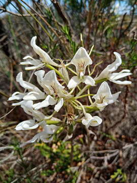 Sivun Disa draconis (L. fil.) Sw. kuva