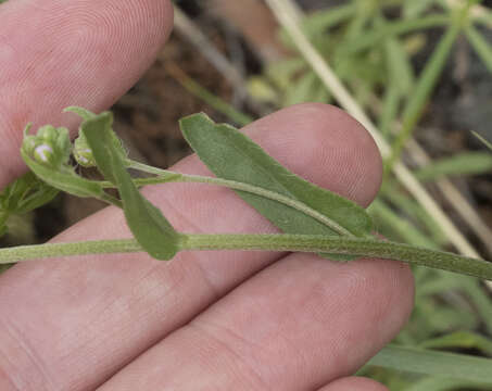 صورة Hackelia cusickii (Piper) A. Brand