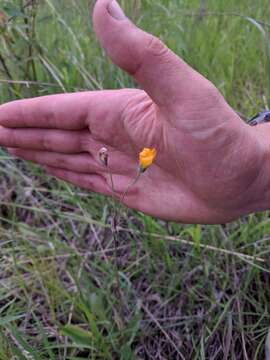 Image of twoflower dwarfdandelion