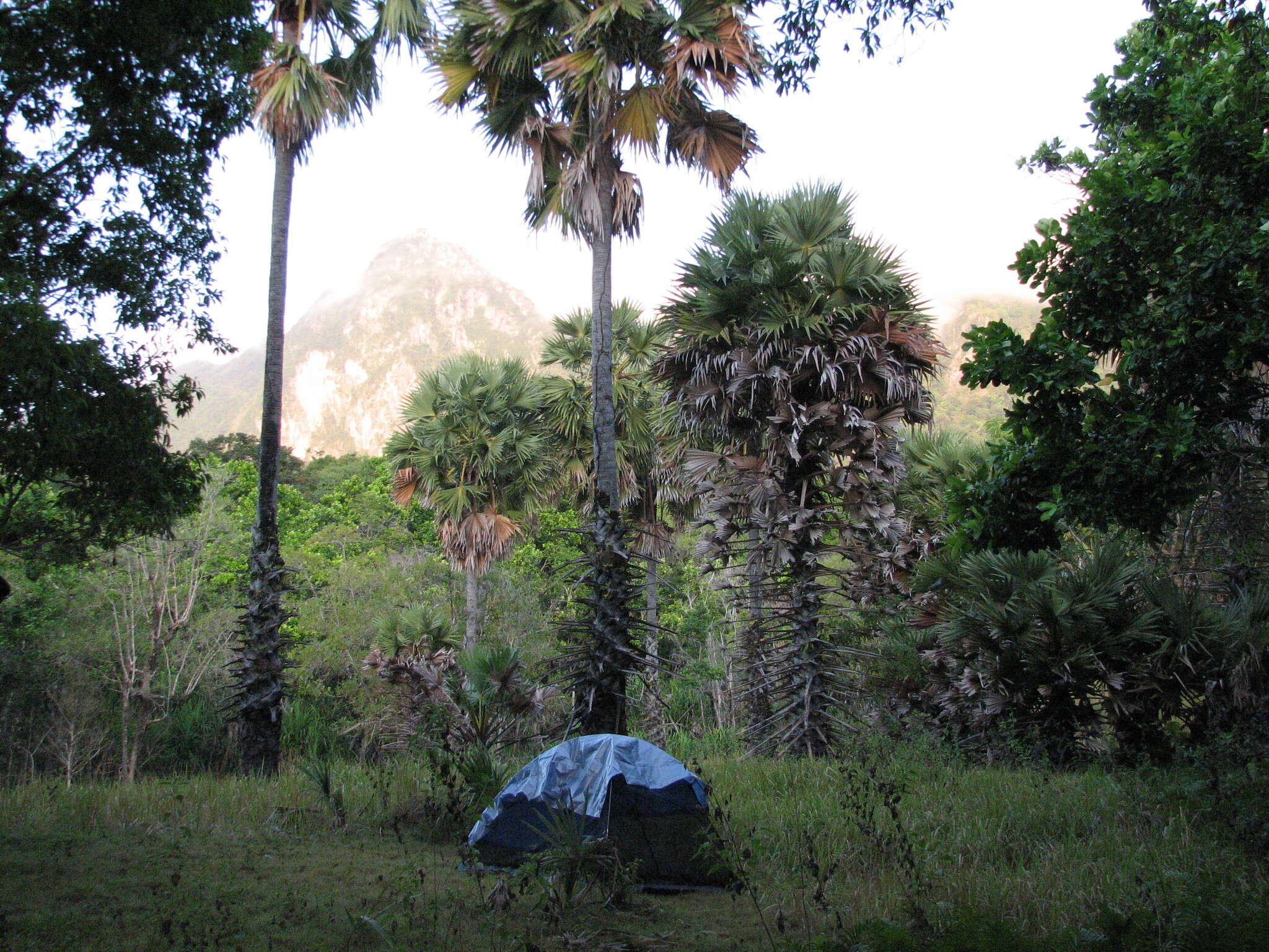 Image of toddy palm