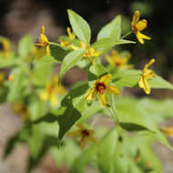 Image of whorled yellow loosestrife