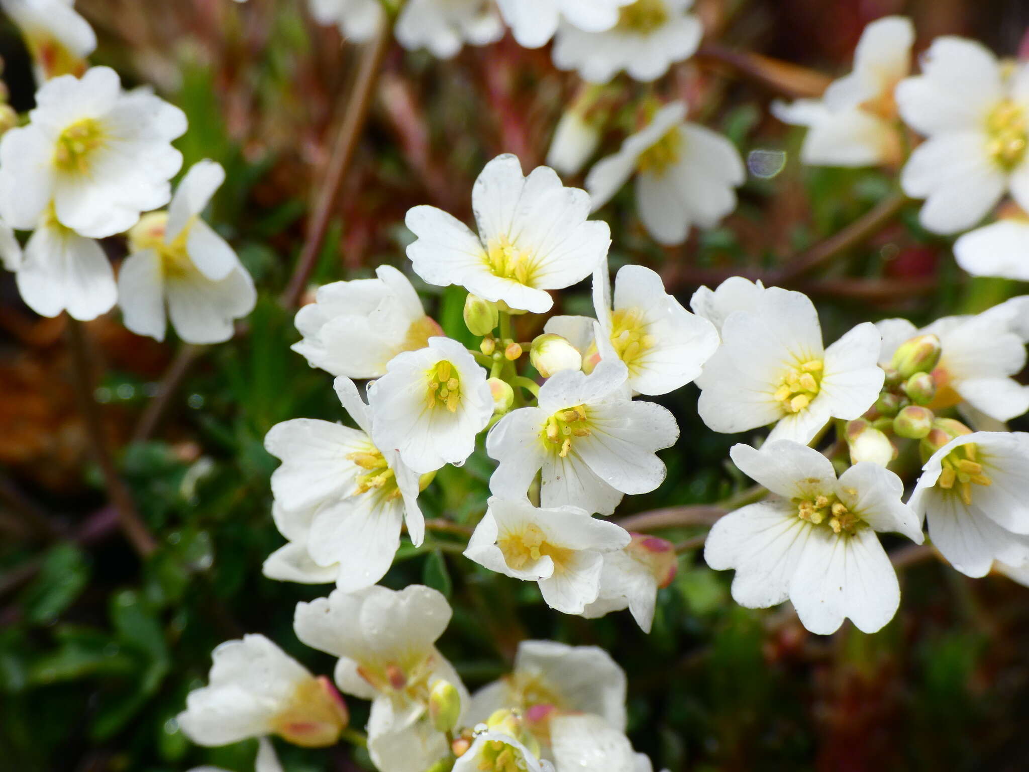 Imagem de Cardamine glauca Spreng.