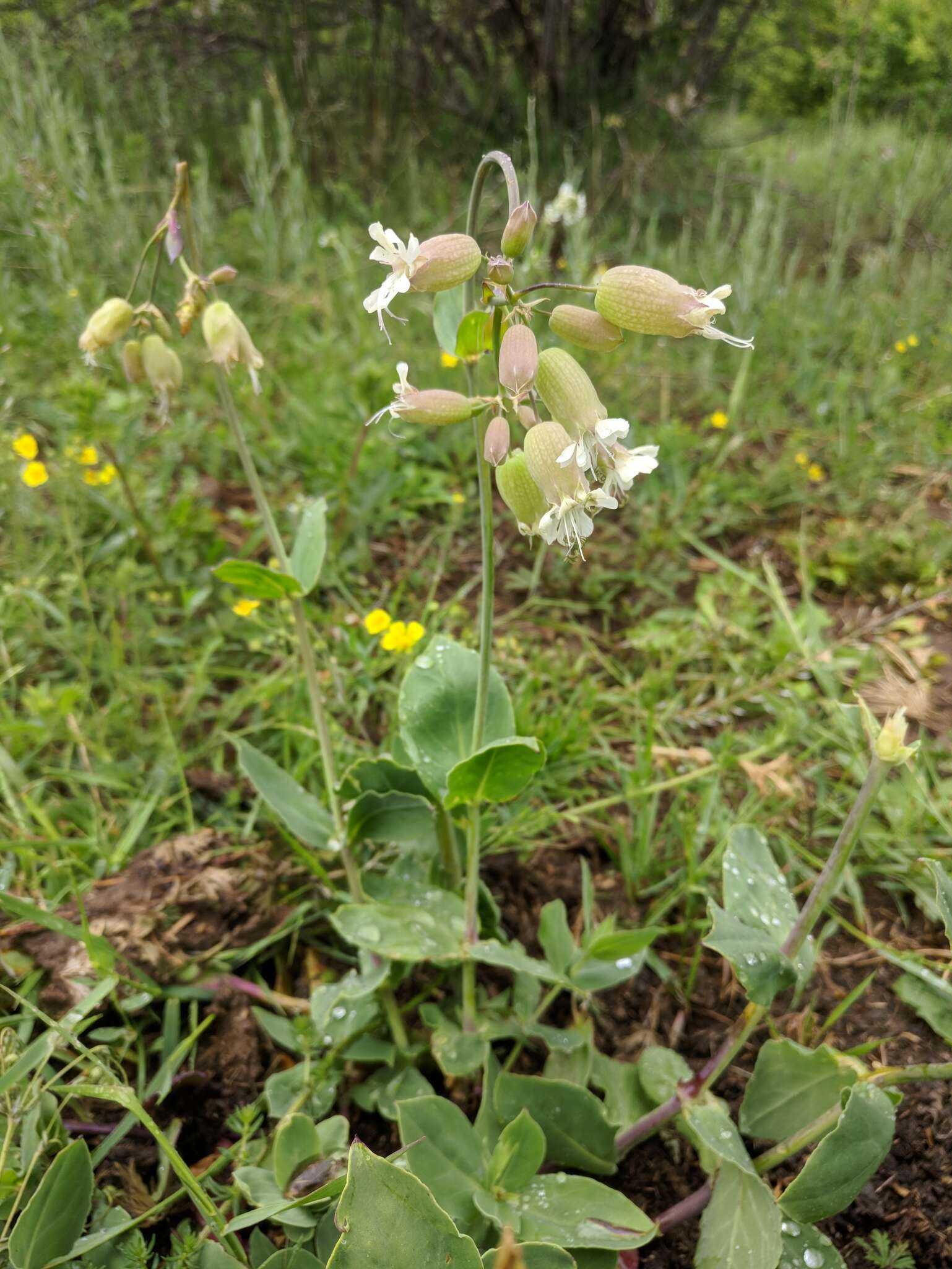 Image of Silene vulgaris subsp. bosniaca (G. Beck) Janchen ex Greuter, Burdet & Long