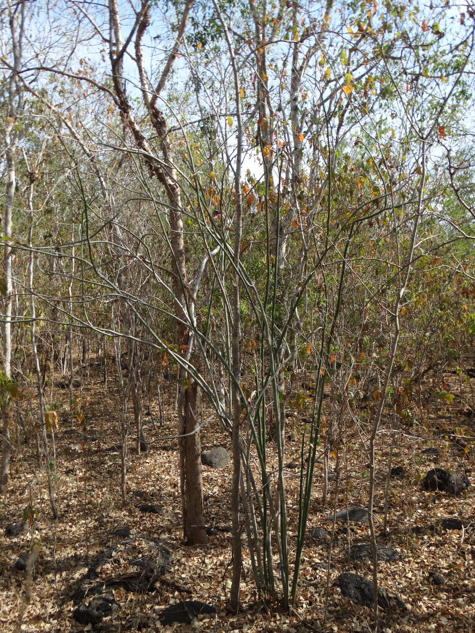 Слика од Euphorbia bracteata Jacq.