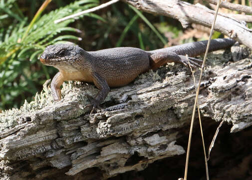 Image of Egernia saxatilis intermedia Cogger 1960