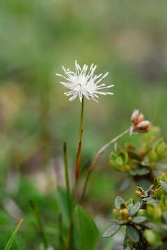 Слика од Juncus cephalostigma Samuelsson