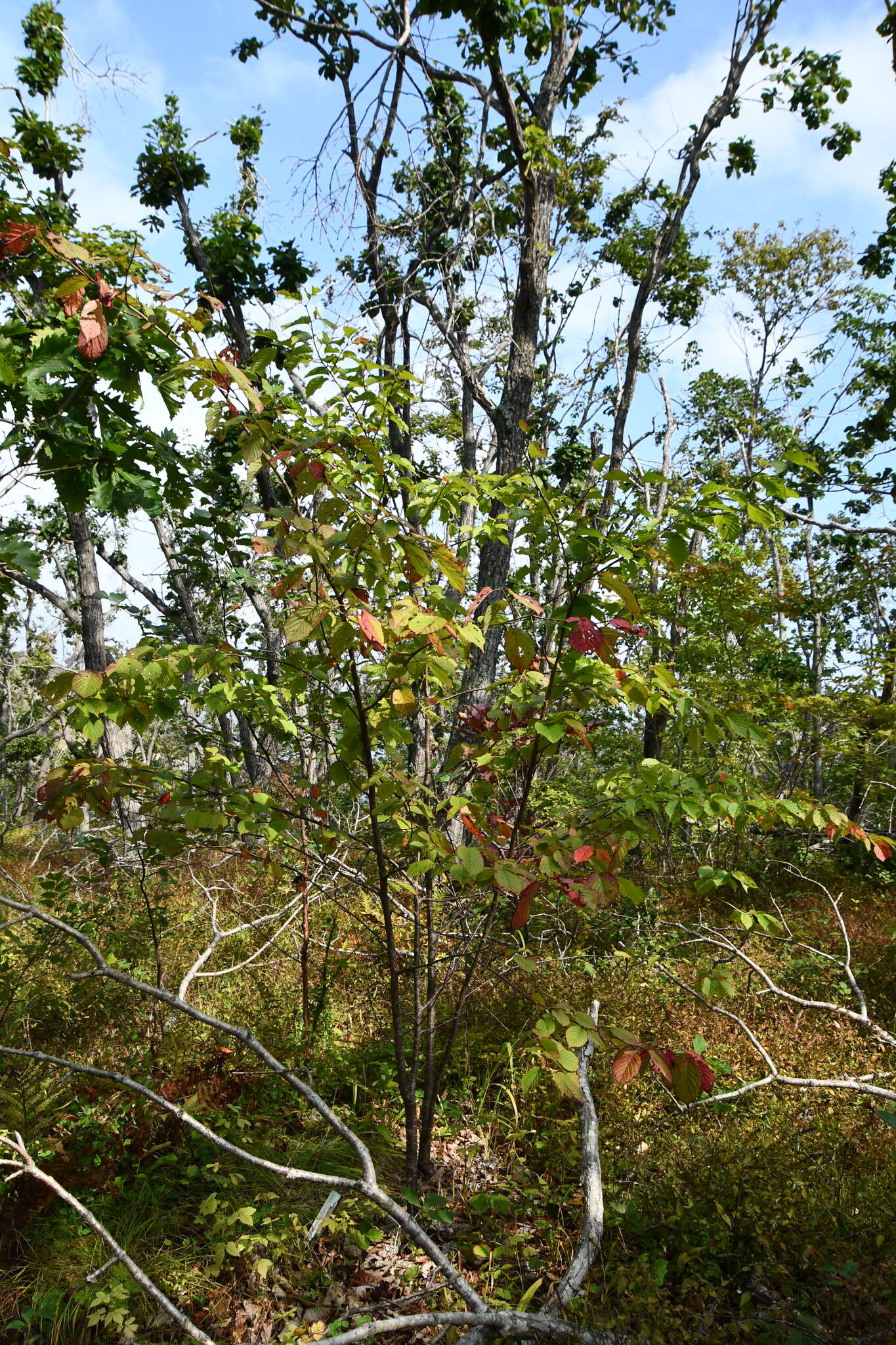 Image de Prunus sargentii Rehd.