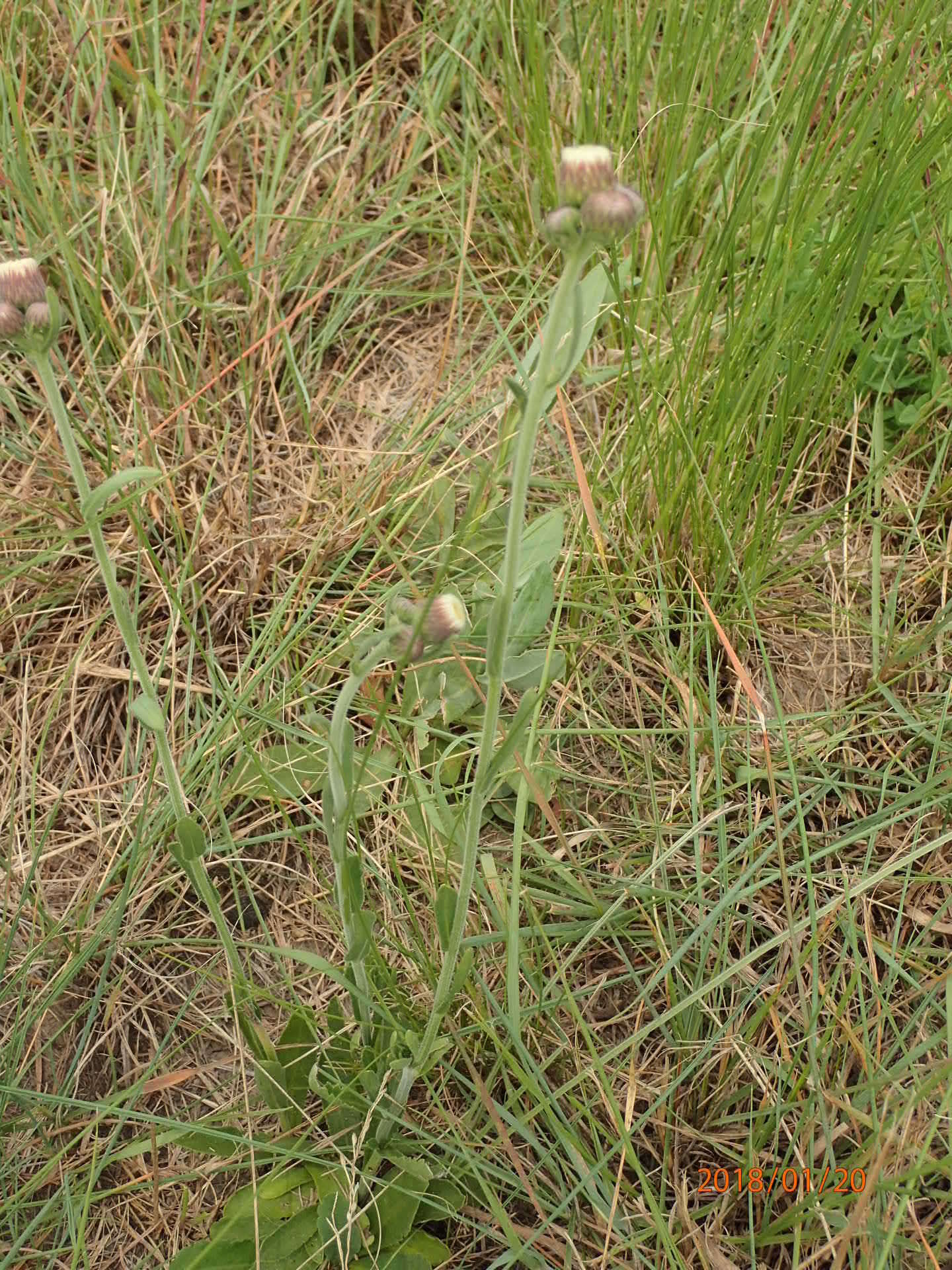 Слика од Erigeron primulifolius (Lam.) Greuter