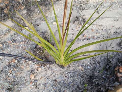 Image of Acrolophia cochlearis (Lindl.) Schltr. & Bolus