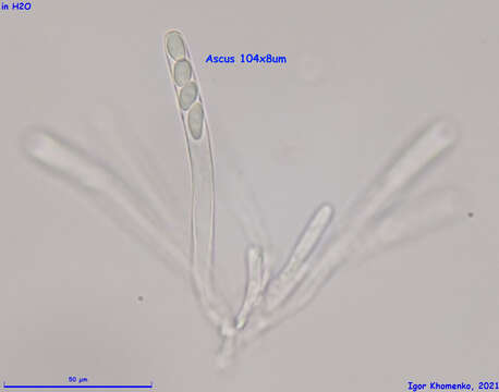 Image of Moellerodiscus capillipes (Quél.) M. P. Sharma 1986