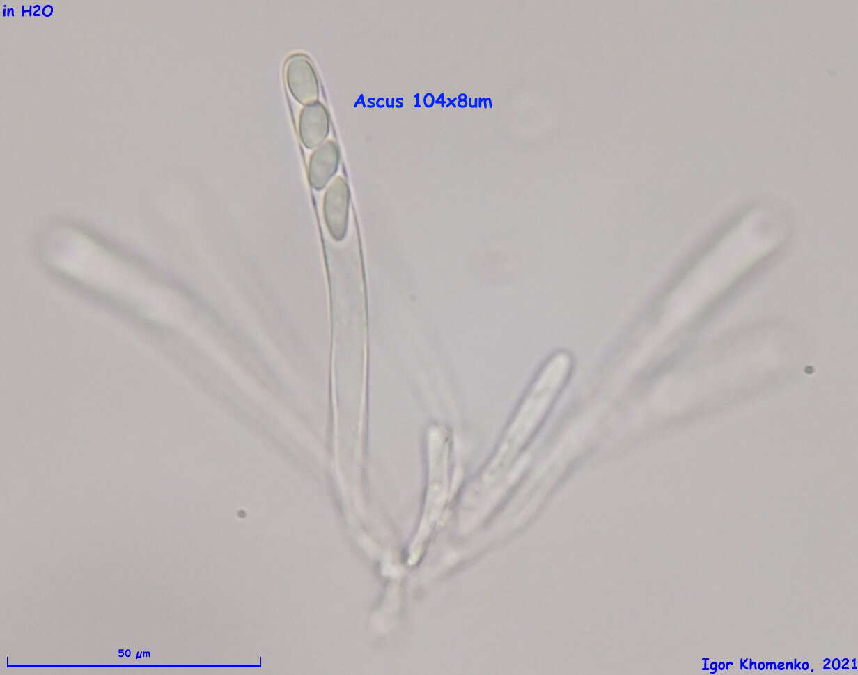 Image of Moellerodiscus capillipes (Quél.) M. P. Sharma 1986