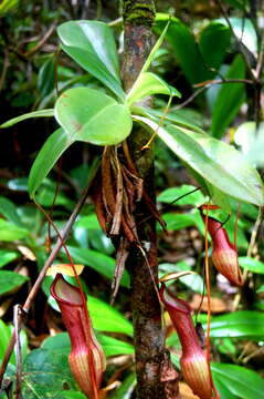 Imagem de Nepenthes pervillei Blume