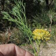 Imagem de Isopogon prostratus Mc Gill.