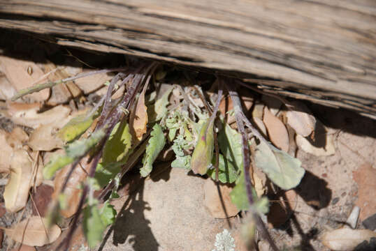 Image of Oak Creek ragwort