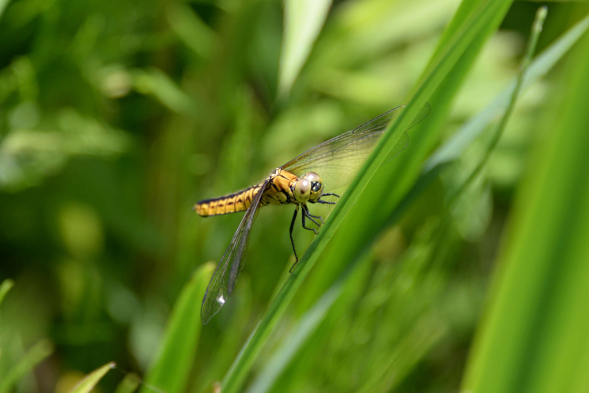 Image of Lyriothemis pachygastra (Selys 1878)