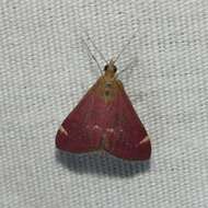 Image of Pyrausta grotei Munroe 1876