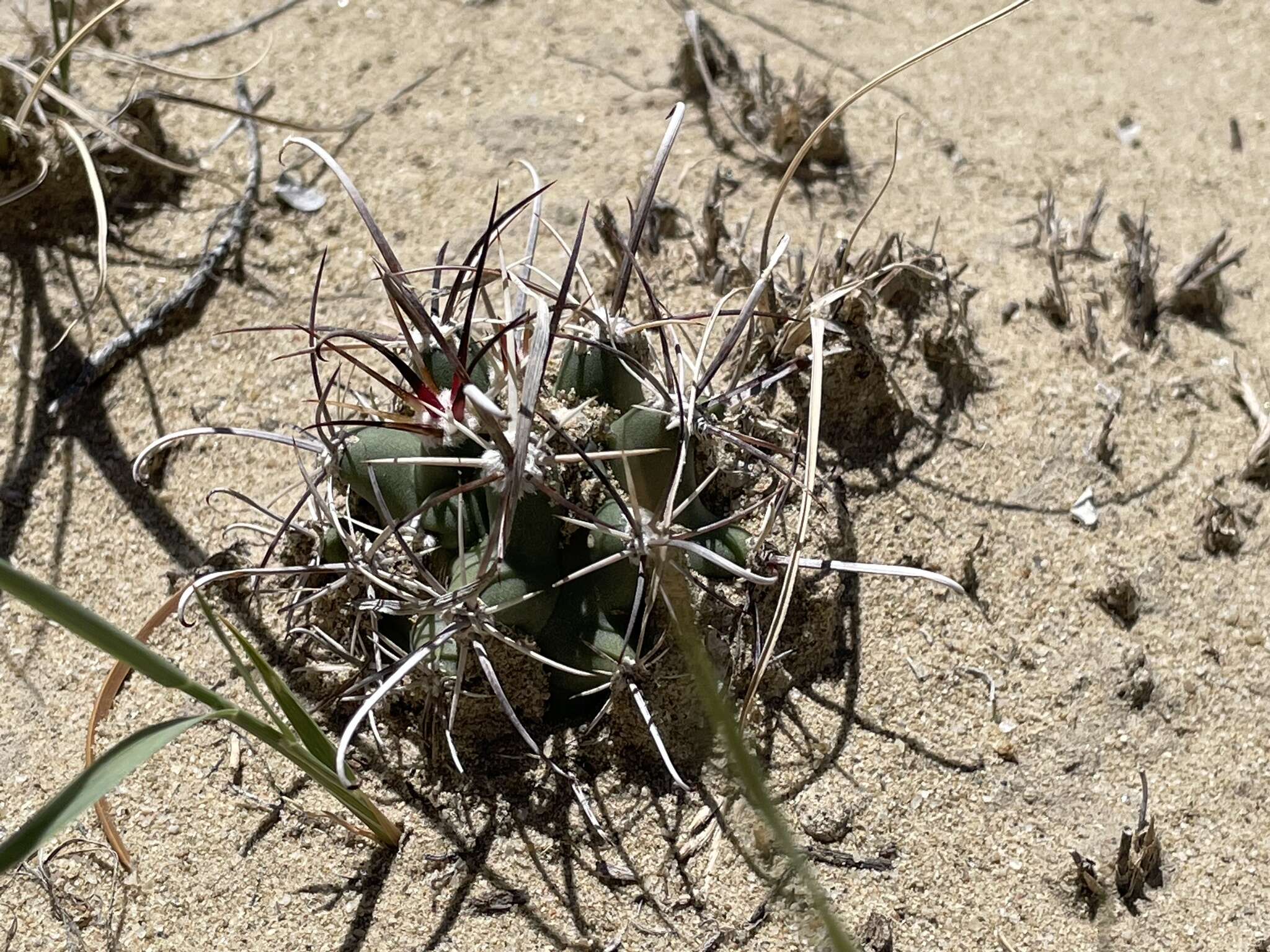 Plancia ëd Sclerocactus cloverae K. D. Heil & J. M. Porter