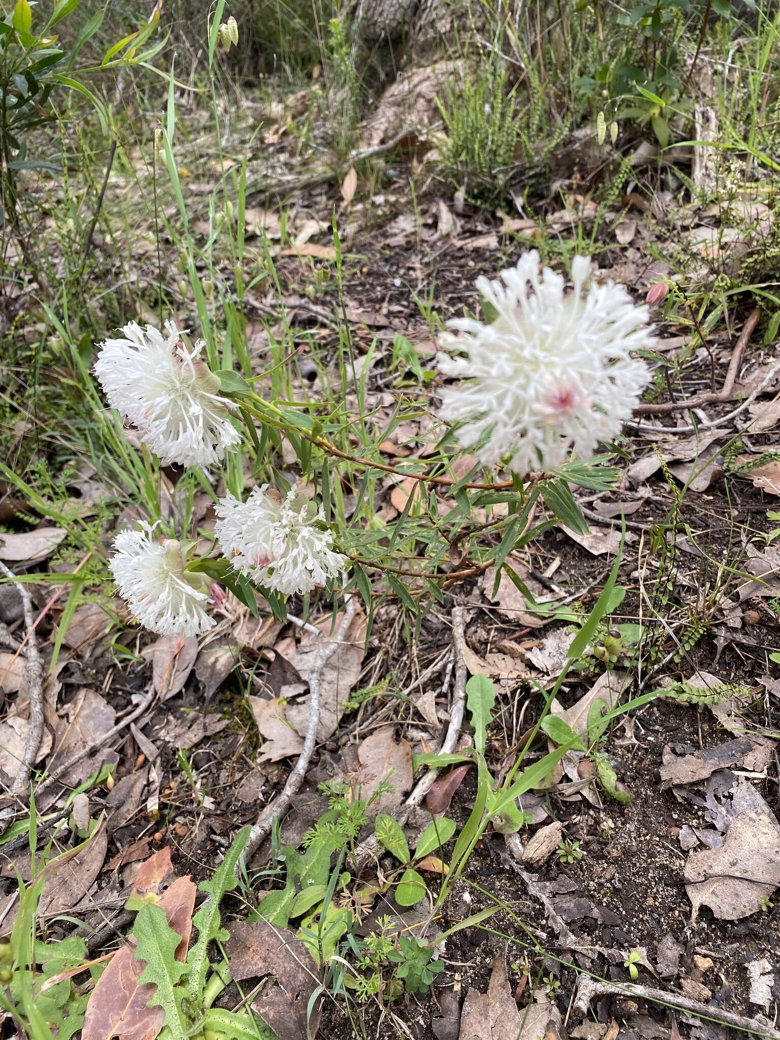 Image of Pimelea spectabilis Lindl.