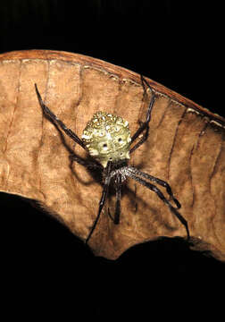 Image of Argiope modesta Thorell 1881