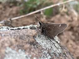 Image of Atrytonopsis hianna turneri Freeman 1948