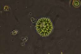 صورة Parapediastrum E. Hegewald 2005