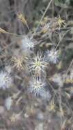 Image of Brickellia coulteri var. adenopoda (B. L. Rob.) B. L. Turner