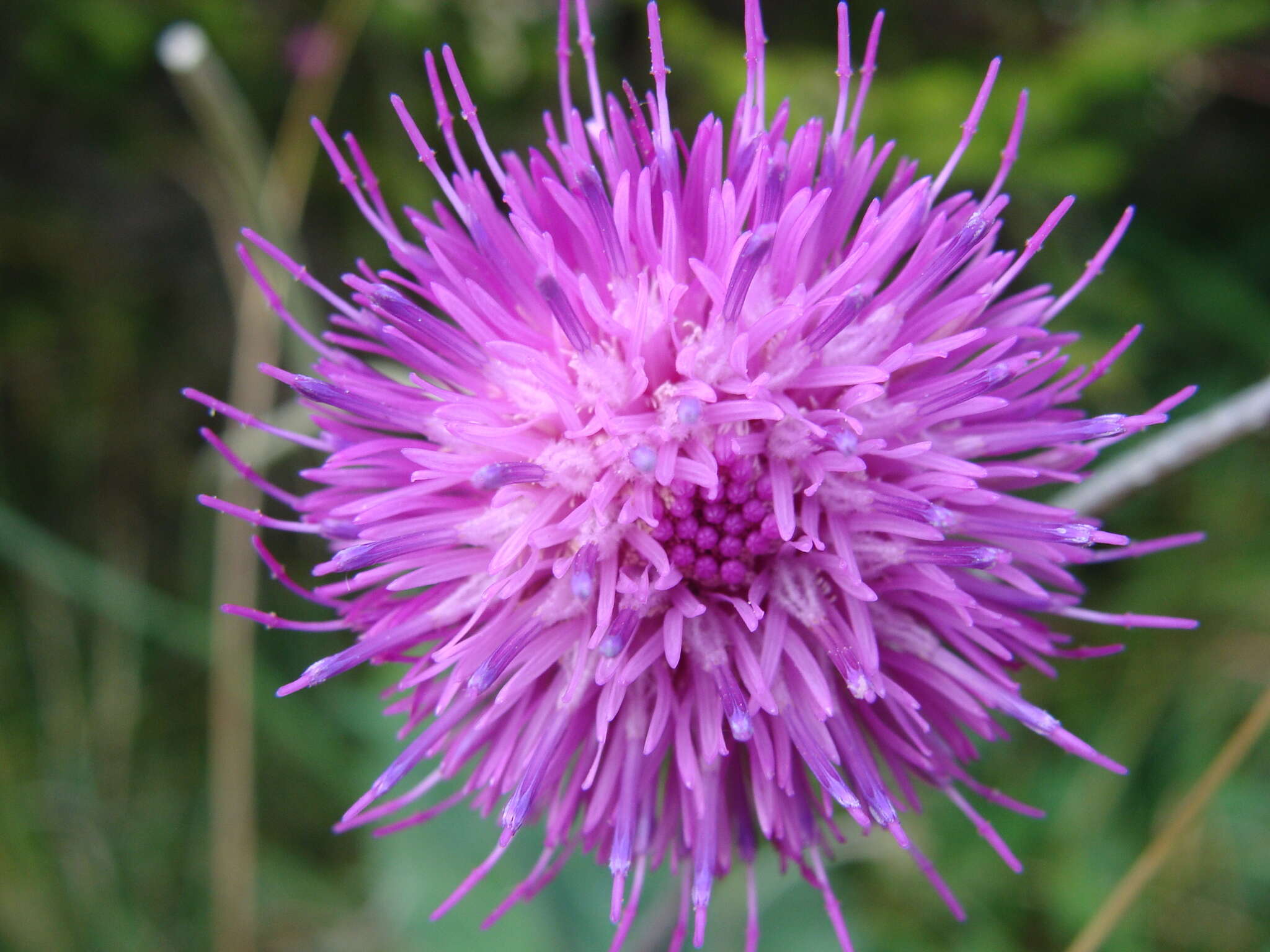 Imagem de Carduus defloratus subsp. glaucus (Baumg.) Nym.