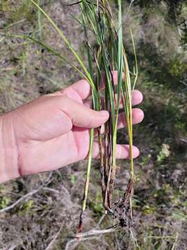 Image of Scleria ciliata var. elliottii (Chapm.) Fernald