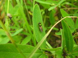 Image of Soldier fly