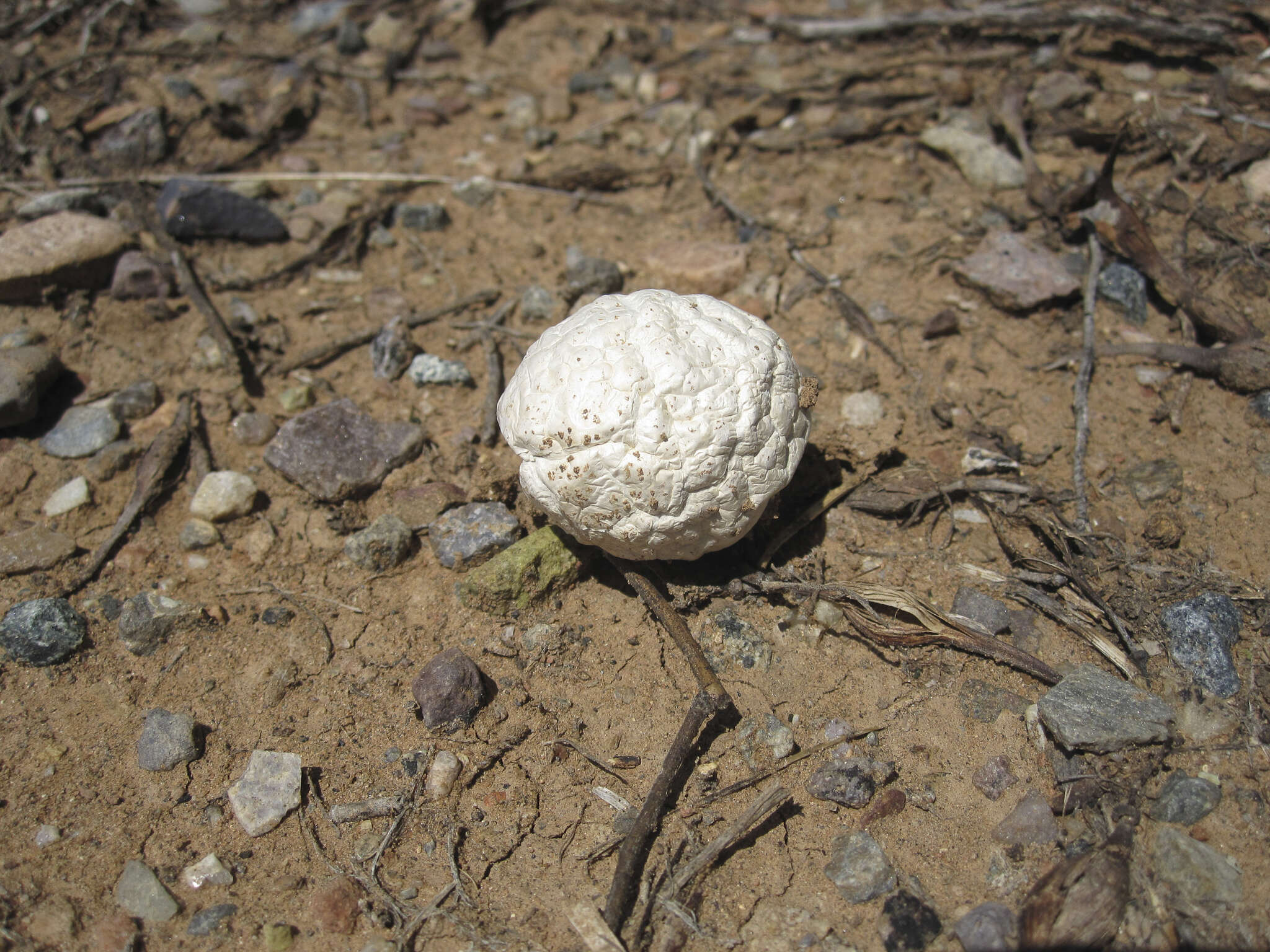 Image of Agaricus columellatus (Long) R. M. Chapm., V. S. Evenson & S. T. Bates 2016