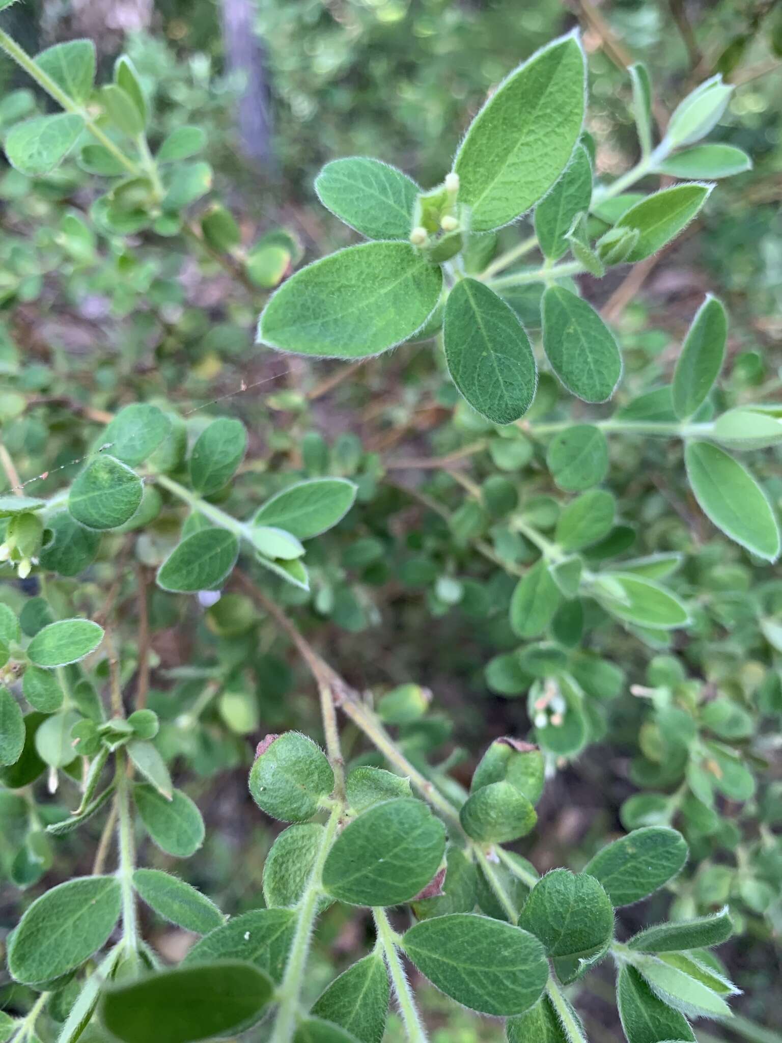 صورة Pimelea latifolia subsp. altior (F. Müll.) Threlfall