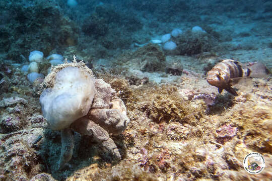 Image of Linnaeus's sponge crab