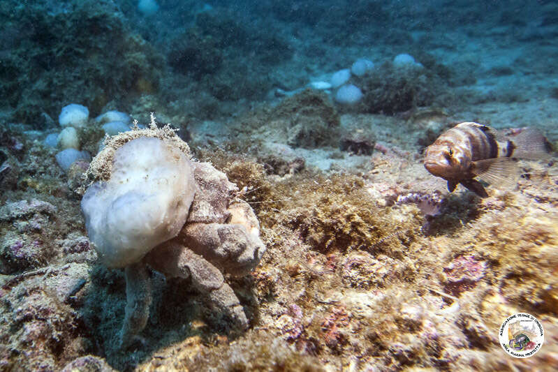 Image of Linnaeus's sponge crab