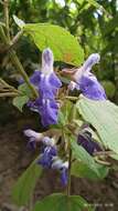Imagem de Salvia plurispicata Epling