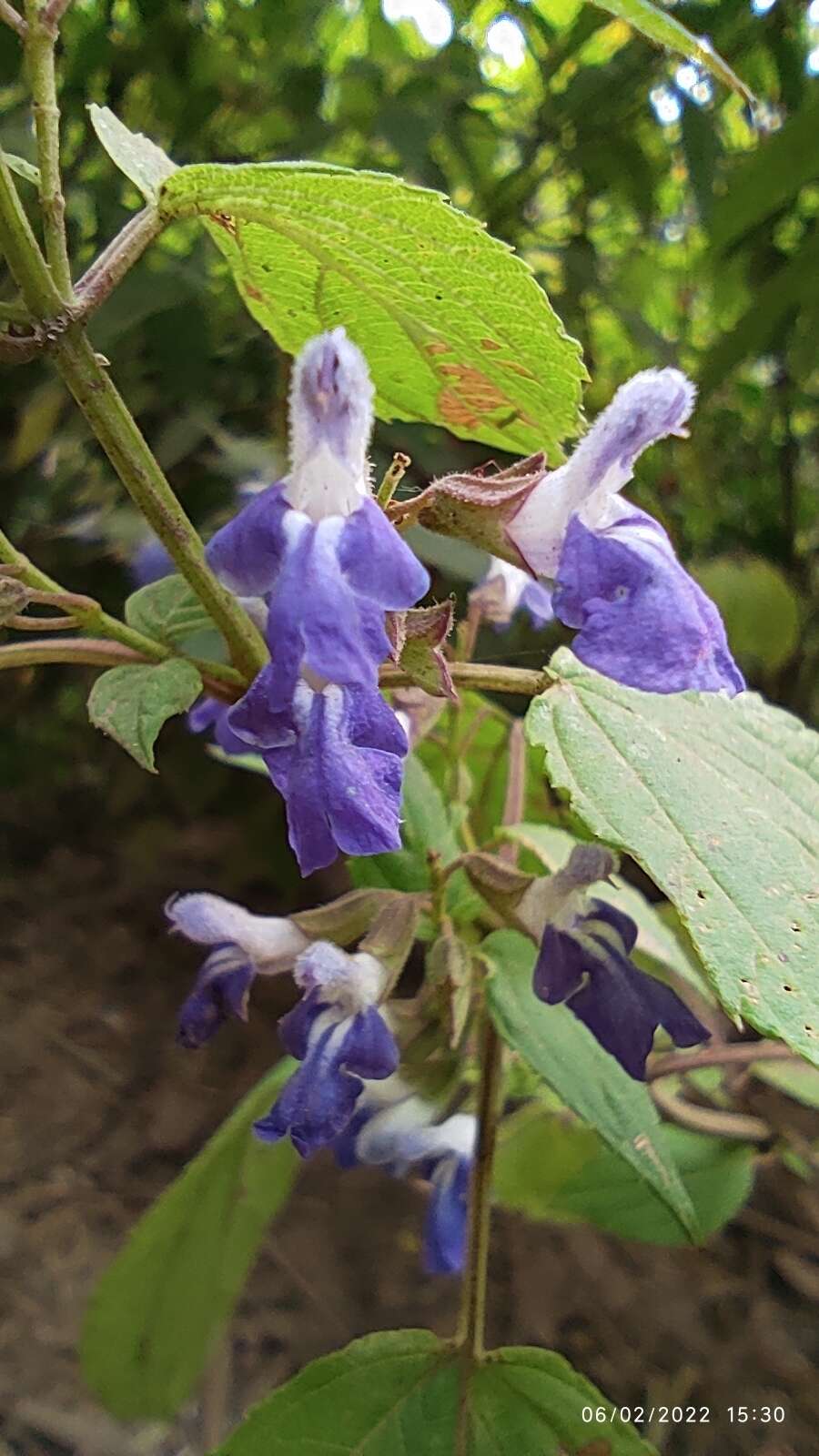 Salvia plurispicata Epling resmi