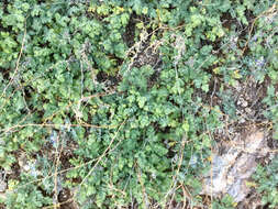 Image of weakleaf bur ragweed