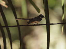 Image of White-spotted Fantail