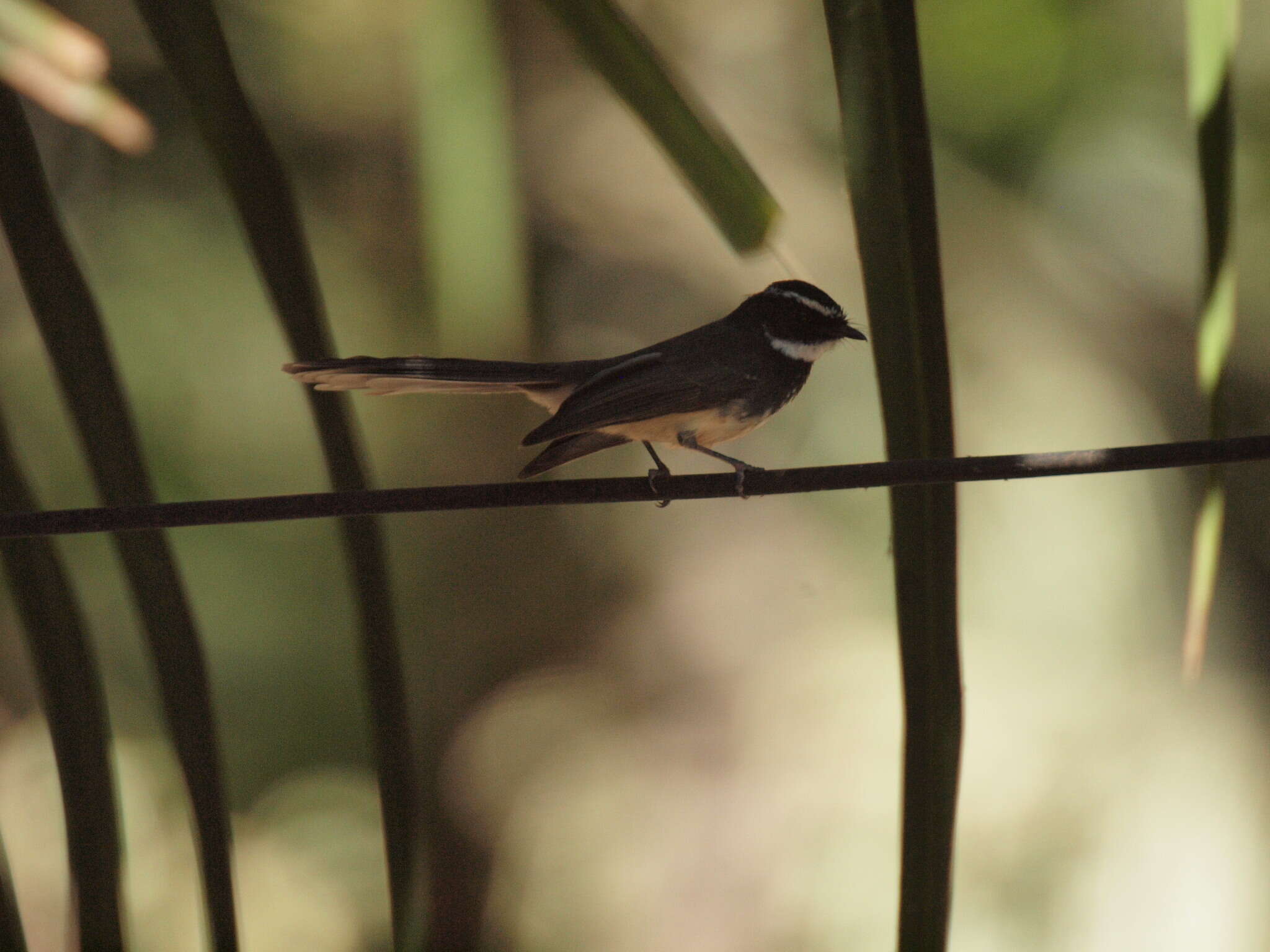 Image of White-spotted Fantail