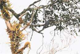 Image of Large Cuckoo-shrike