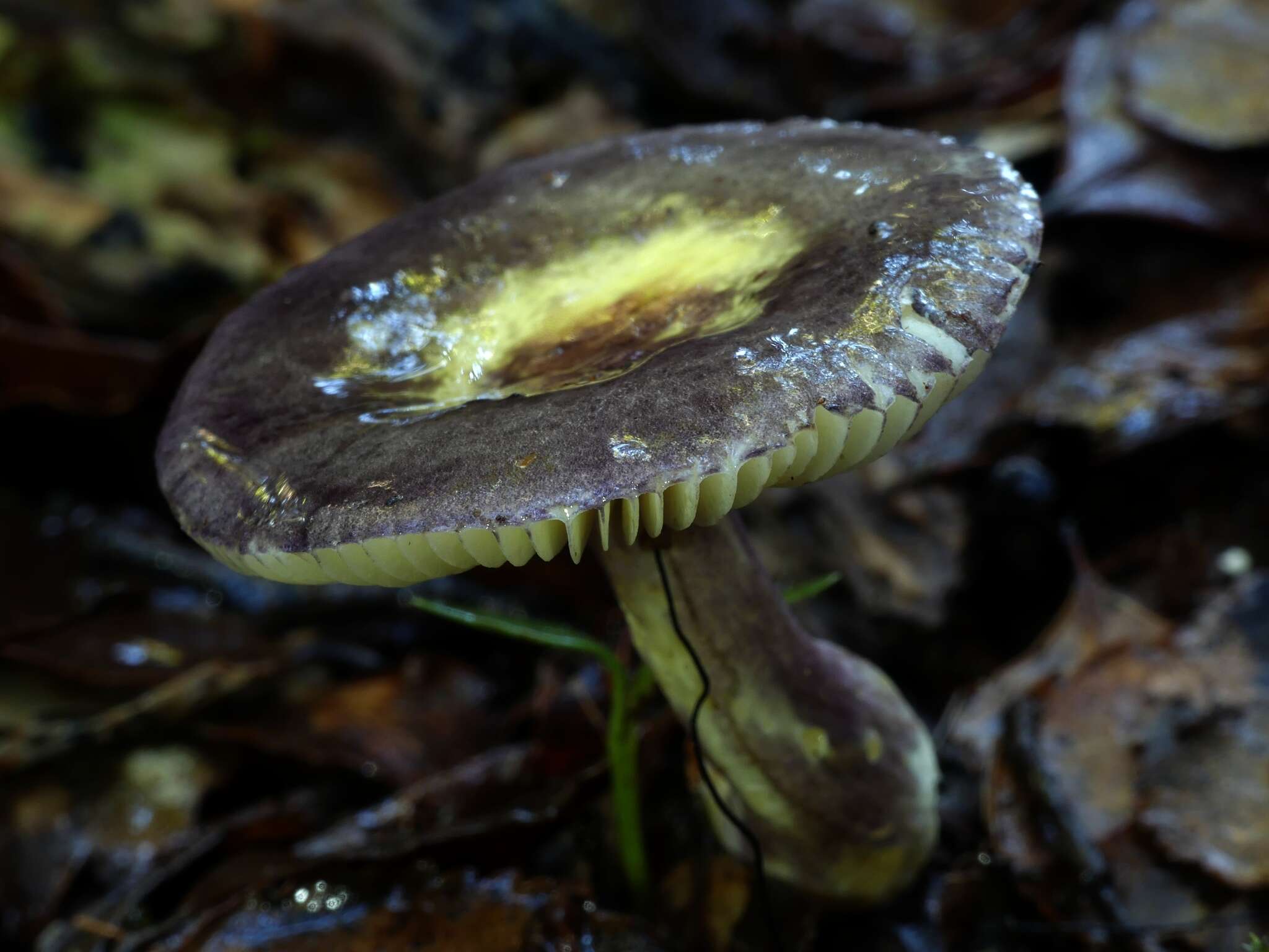 Image of Russula atroviridis Buyck 1990