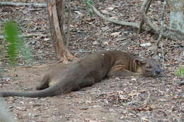 Image of fossa