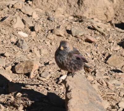 Image of Leucosticte arctoa brunneonucha (Brandt & JF 1842)