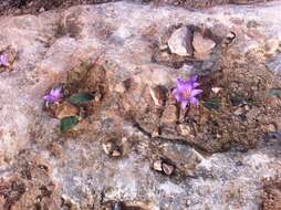 Image of Colchicum filifolium (Cambess.) Stef.