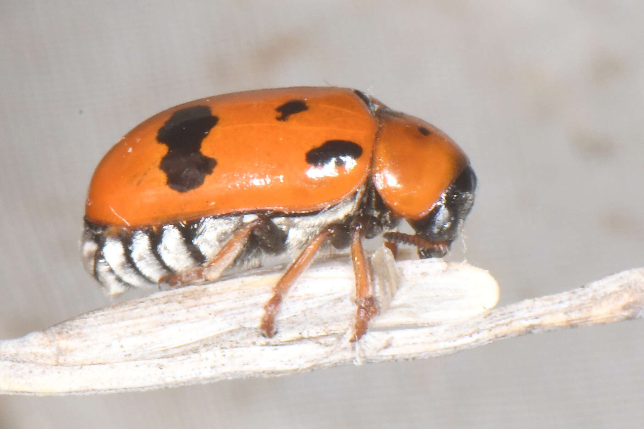 Image of <i>Clytra atraphaxidis</i>