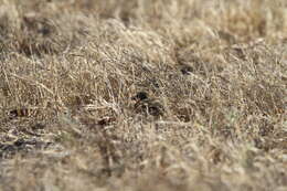 Image of Sumba Buttonquail