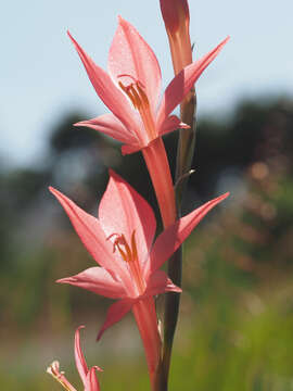 Image of Gladiolus quadrangularis (Burm. fil.) Aiton