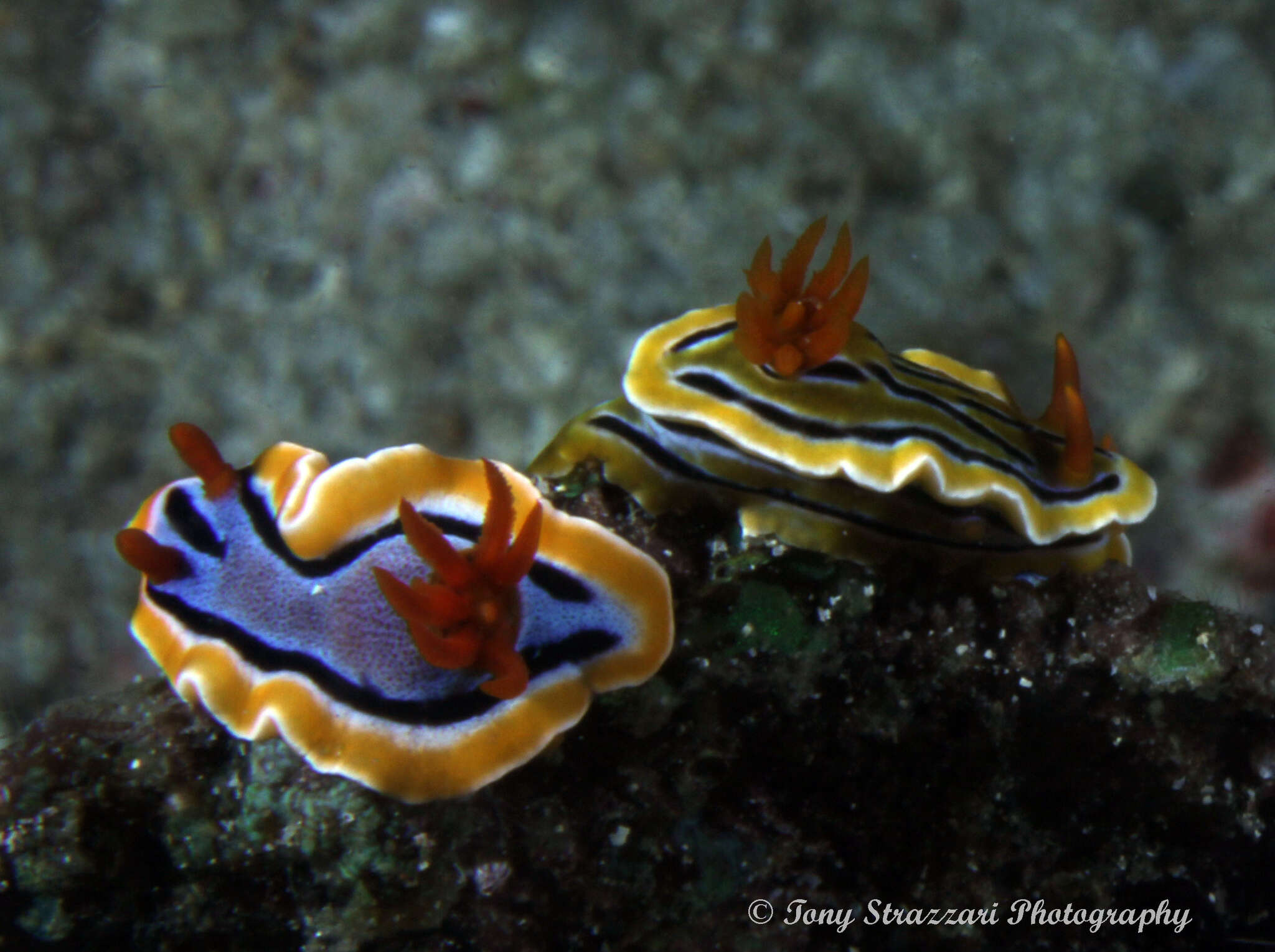 Image of Chromodoris colemani Rudman 1982