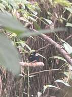 Image of Northern Silvery Kingfisher