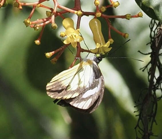 Image of Leptophobia caesia (Lucas 1852)